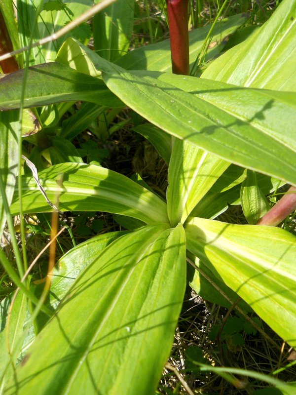 Image of Gentiana macrophylla specimen.