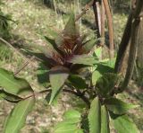 Sambucus racemosa. Молодые листья (часто бывают фиолетовыми). Петергоф, парк \"Сергиевка\", начало мая.