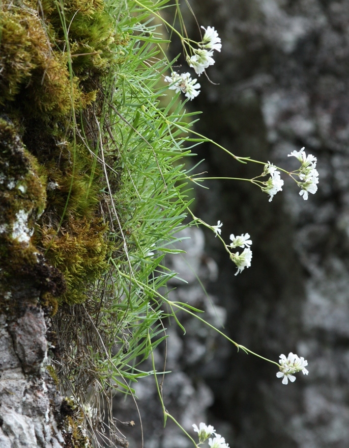 Image of Gypsophila uralensis specimen.