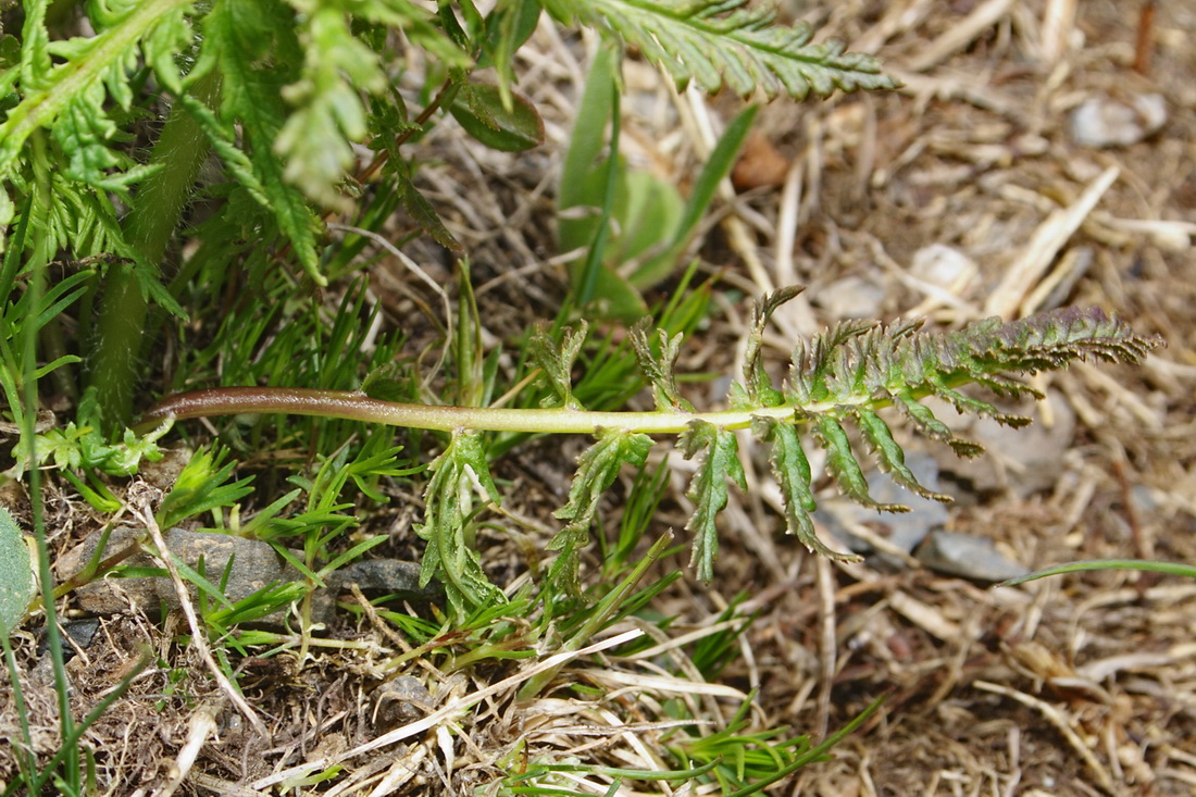 Изображение особи Pedicularis condensata.