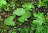 Petasites frigidus. Листья. Архангельская обл., Вельский р-н, окр. пос. Усть-Шоноша, заболоченный лес. 17.07.2011.