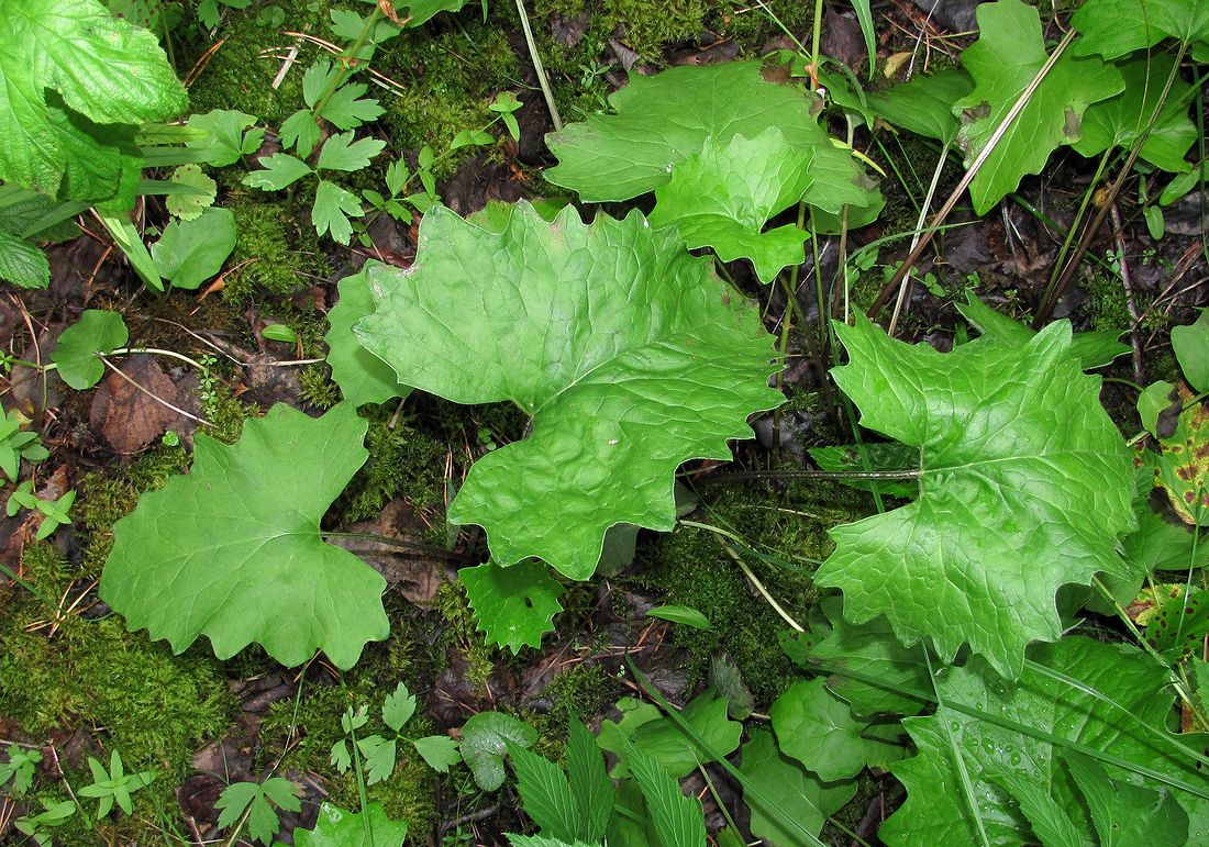 Image of Petasites frigidus specimen.