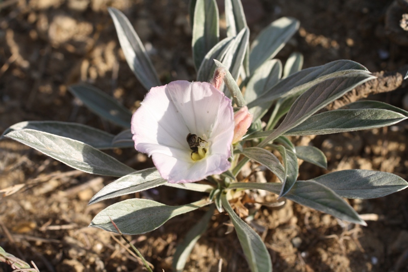 Изображение особи Convolvulus lineatus.