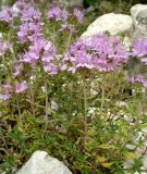 Thymus calcareus. Цветущее растение. Ростовская обл., Куйбышевский р-н, окр. с. Лысогорка, на меловом склоне. 17.07.2011.