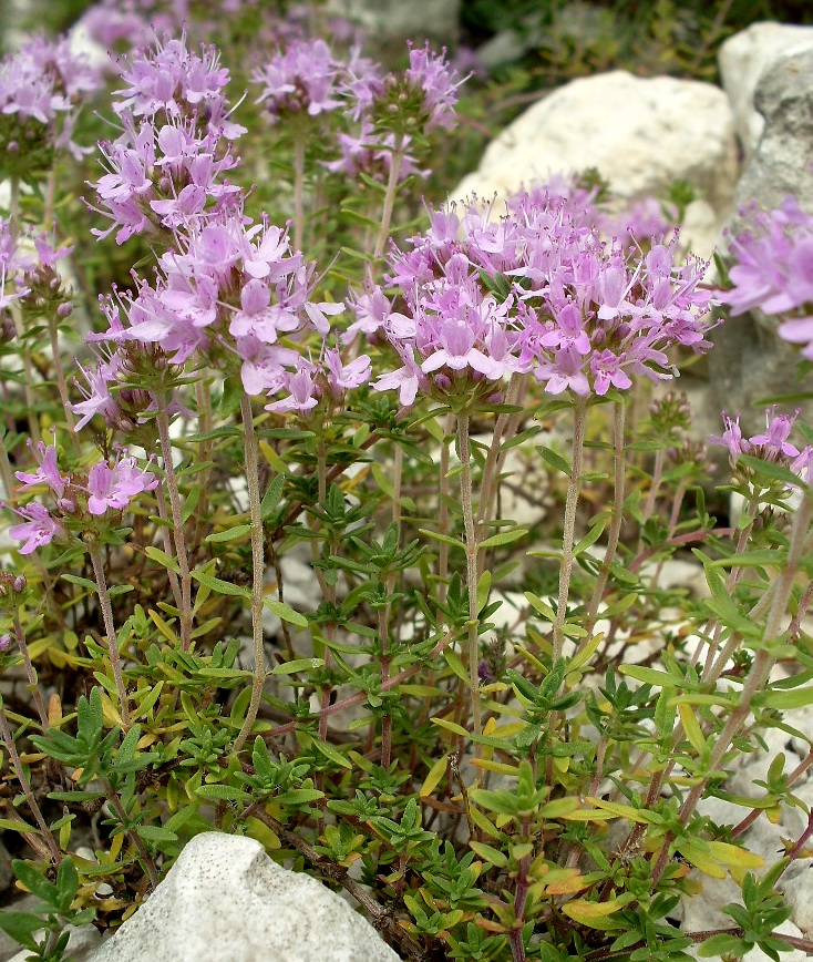 Изображение особи Thymus calcareus.