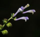 Scutellaria altissima. Верхушка цветущего и плодоносящего растения. Воронежская обл., Павловский р-н, окр. с. Михайловка (Шипов лес). 18.08.2011.