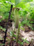 Arisaema komarovii