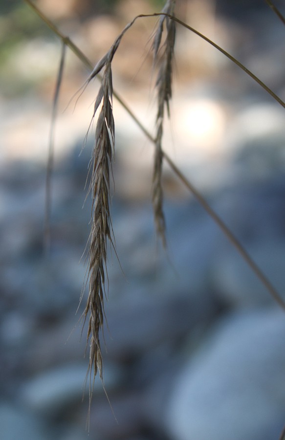 Image of Elymus sibiricus specimen.