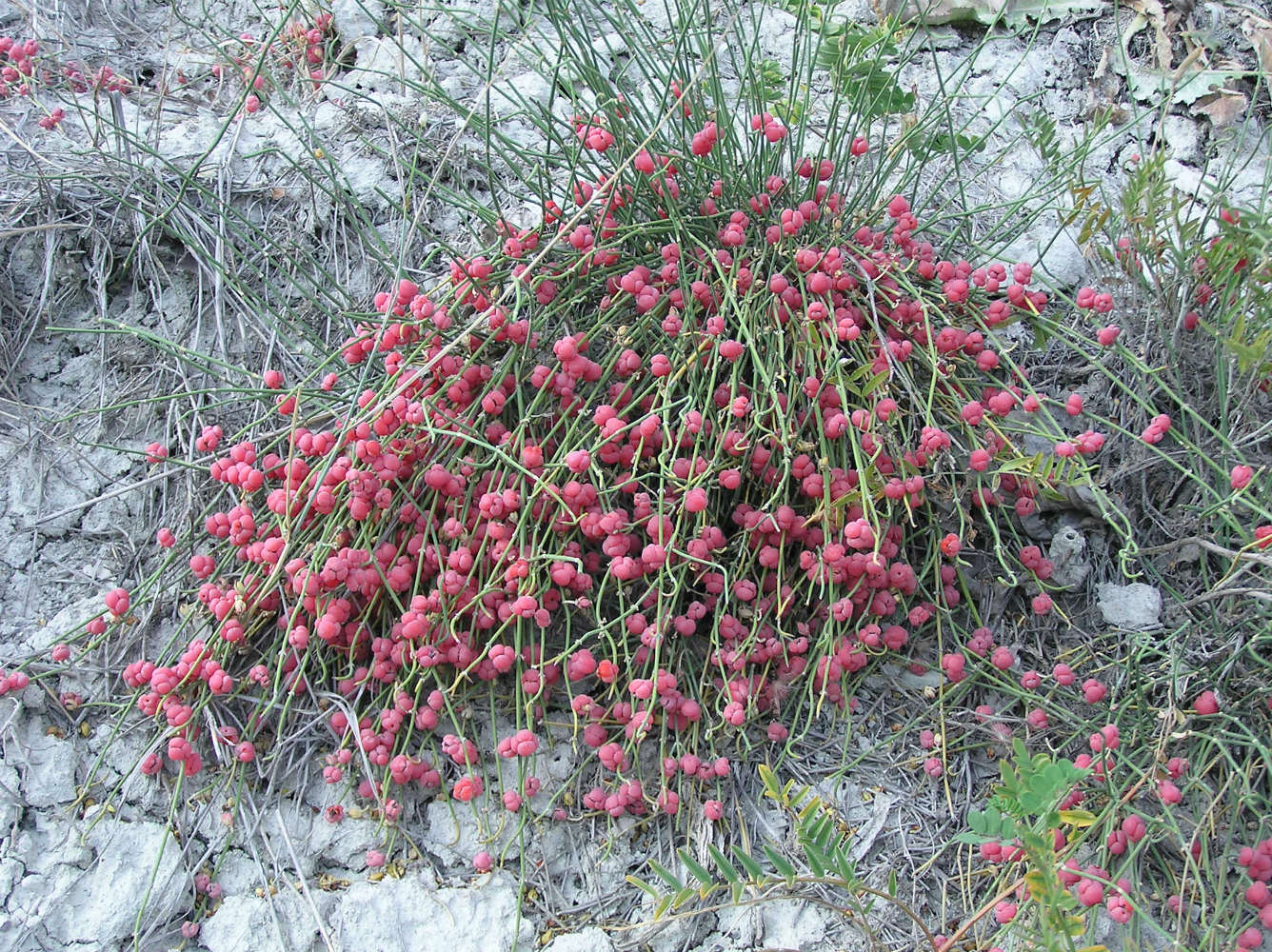 Image of Ephedra distachya specimen.