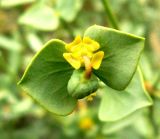 Euphorbia buhsei. Развивающийся плод. Копетдаг, Чули. Май 2011 г.