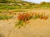 Rumex bucephalophorus