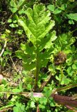 Senecio jacobaea