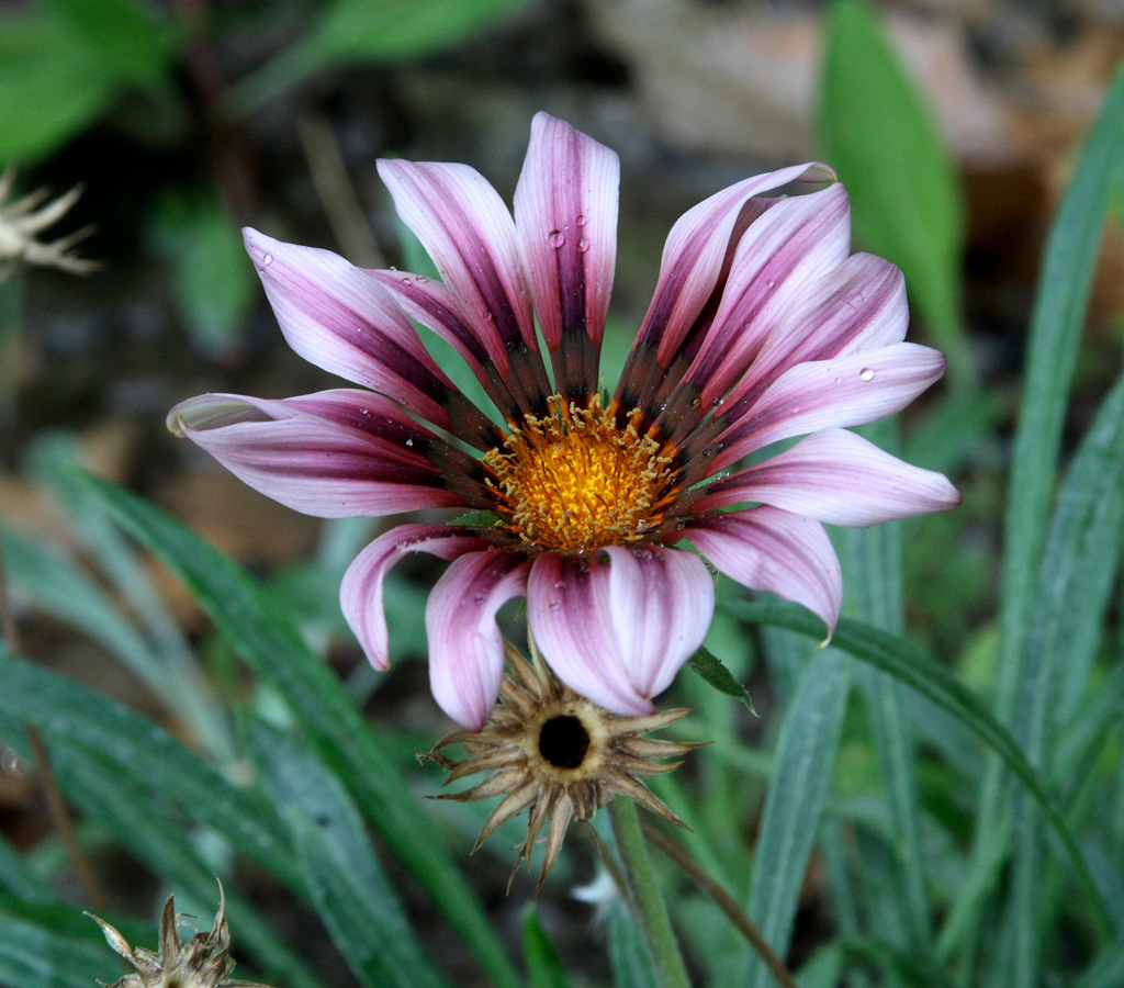 Image of genus Gazania specimen.