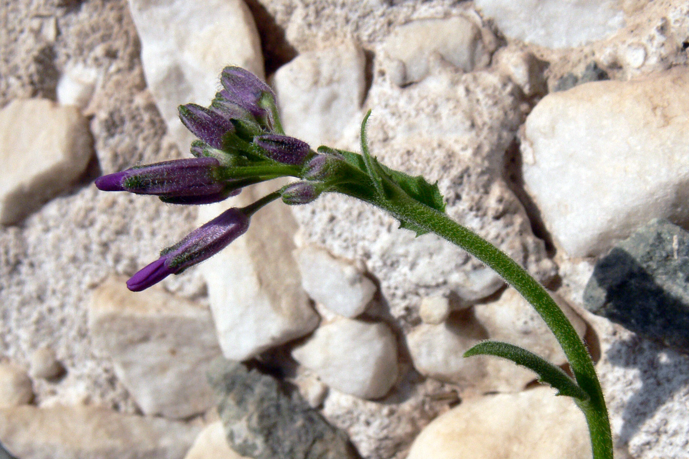 Image of Hesperis matronalis specimen.