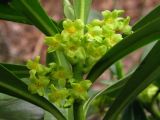 Daphne laureola