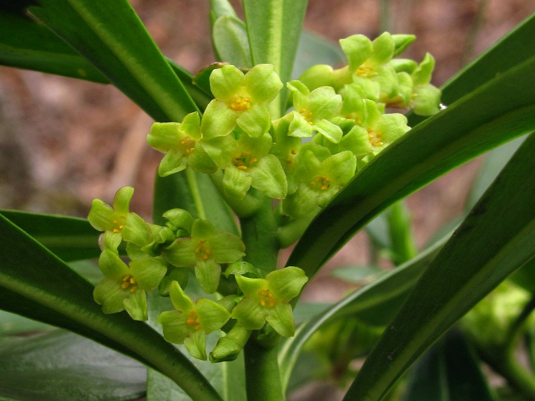 Image of Daphne laureola specimen.