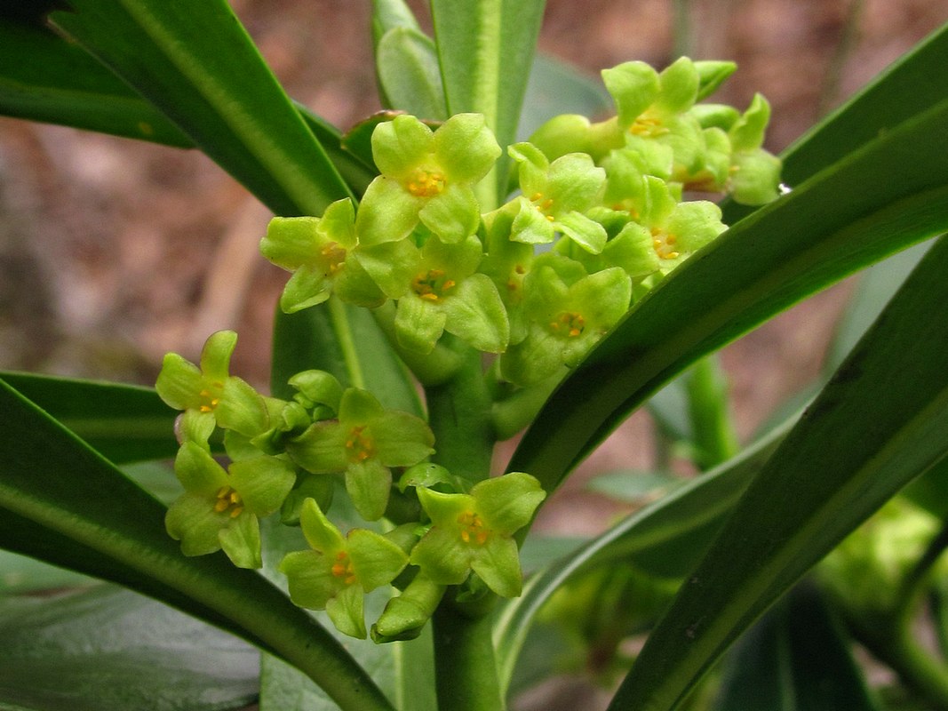 Изображение особи Daphne laureola.