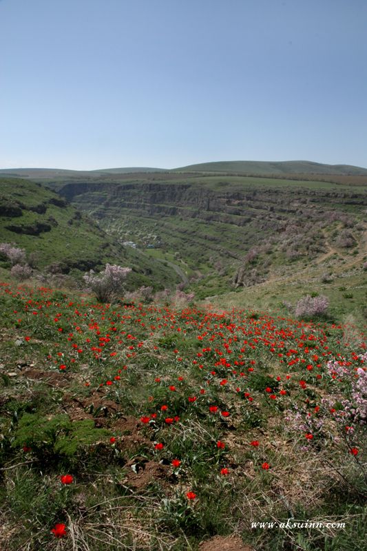 Изображение особи Tulipa greigii.