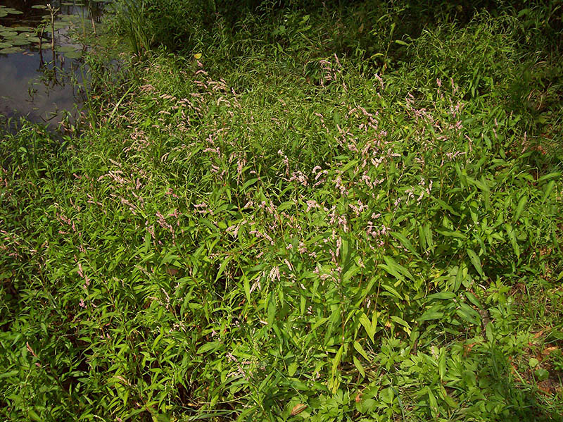 Image of Persicaria maculosa specimen.