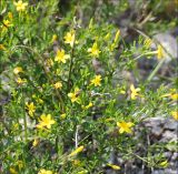 Jasminum fruticans. Веточки с цветками. Черноморское побережье Кавказа, Новороссийск, у мыса Шесхарис, можжевеловое редколесье. 1 мая 2012 г.