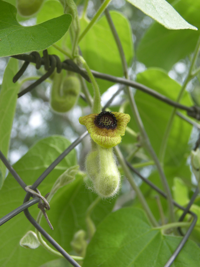Image of Aristolochia tomentosa specimen.