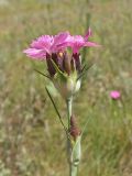 Dianthus andrzejowskianus