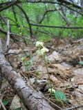 Pyrola chlorantha. Цветущее растение. Крым, окрестности Ялты, смешанный лес. 26 мая 2012 г.