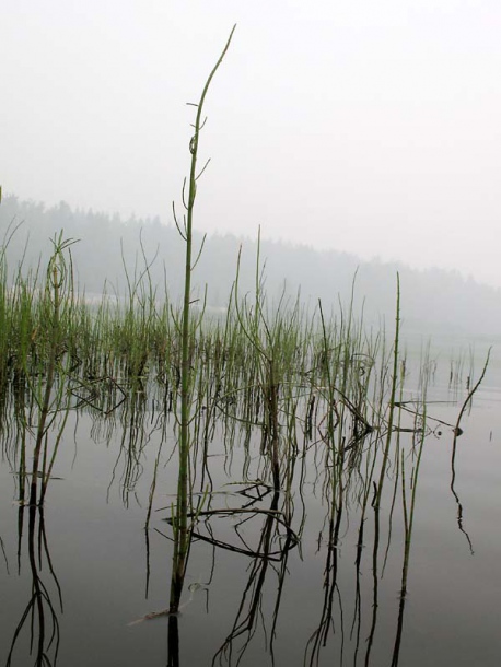 Изображение особи Equisetum fluviatile.