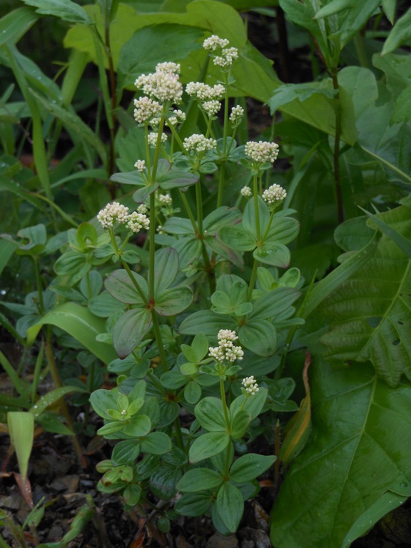 Изображение особи Galium platygalium.