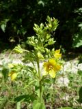 Lysimachia verticillaris