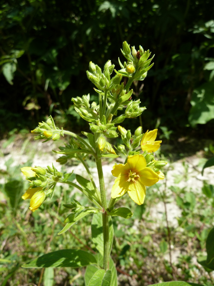 Image of Lysimachia verticillaris specimen.