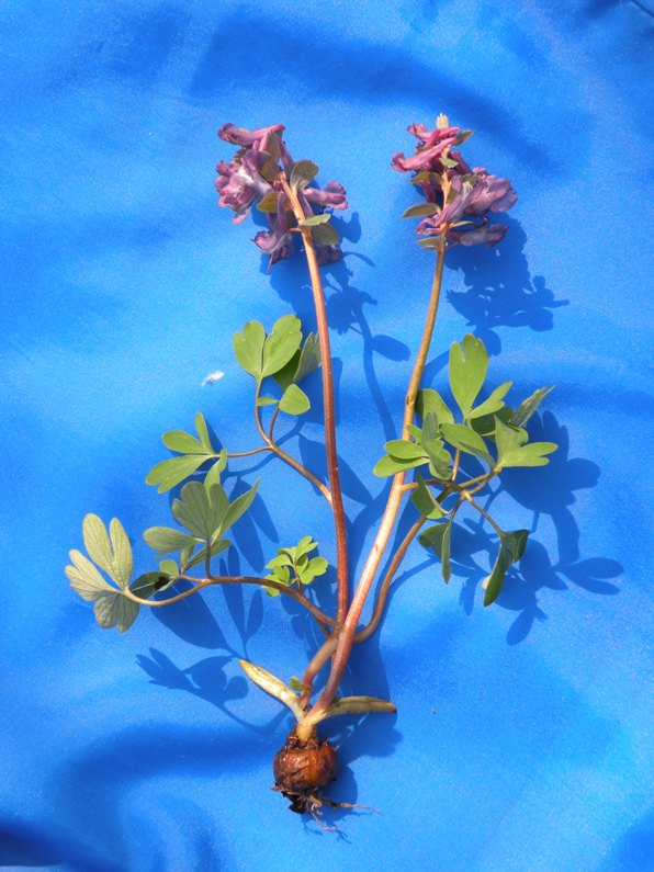 Изображение особи Corydalis solida.