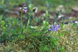 Astragalus subpolaris