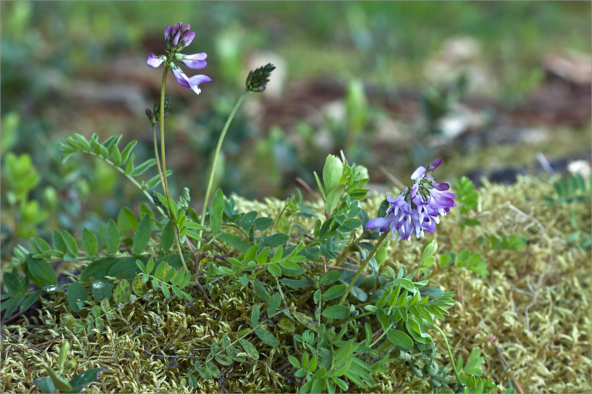 Image of Astragalus subpolaris specimen.