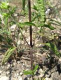 Stachys annua