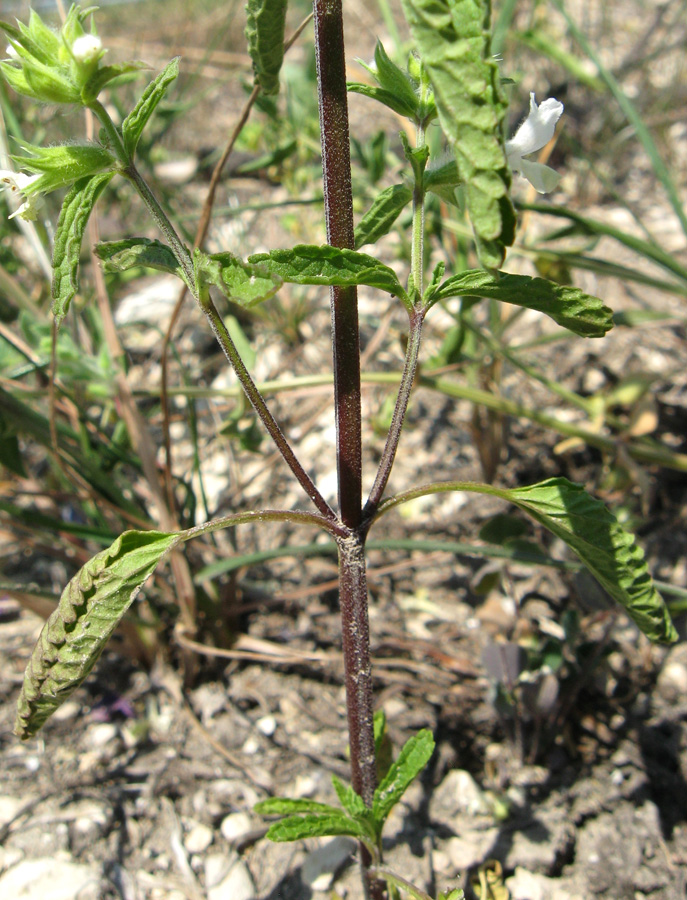 Изображение особи Stachys annua.