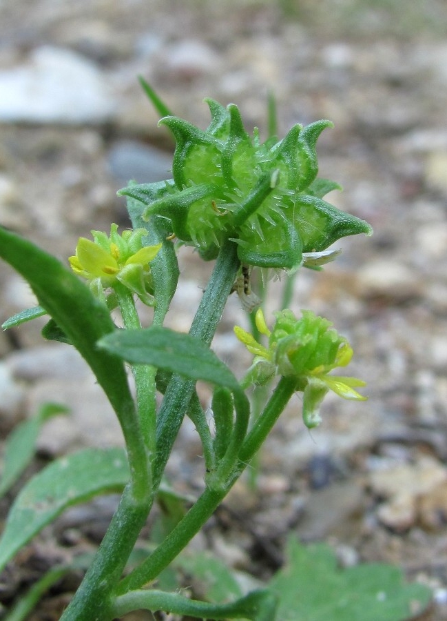 Изображение особи Ranunculus muricatus.