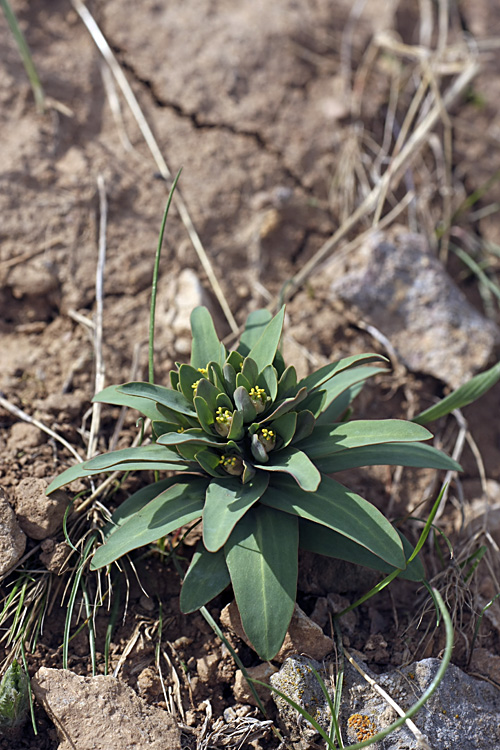 Изображение особи Euphorbia rapulum.