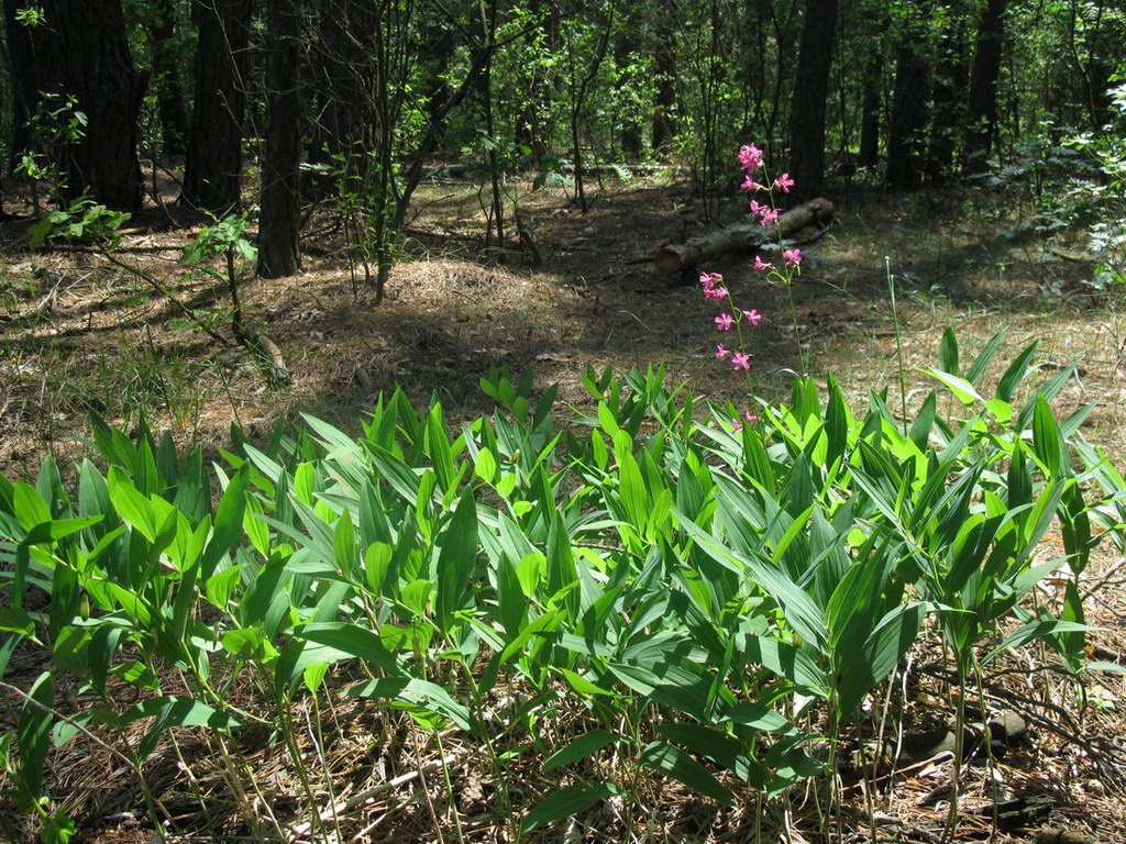 Изображение особи Polygonatum odoratum.