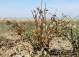 Juncus bufonius