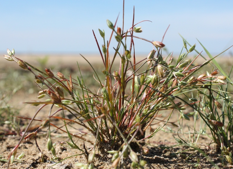 Изображение особи Juncus bufonius.