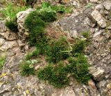 Selaginella sanguinolenta