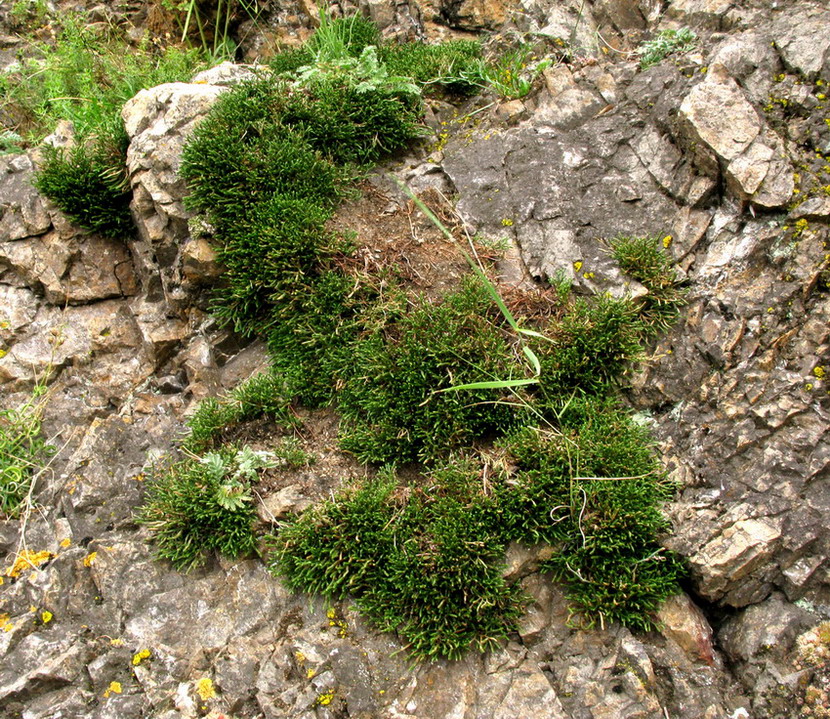 Изображение особи Selaginella sanguinolenta.