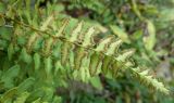 Woodsia polystichoides. Обратная сторона вайи с сорусами. 12.09.2012.