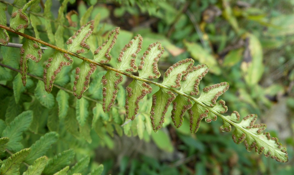 Image of Woodsia polystichoides specimen.