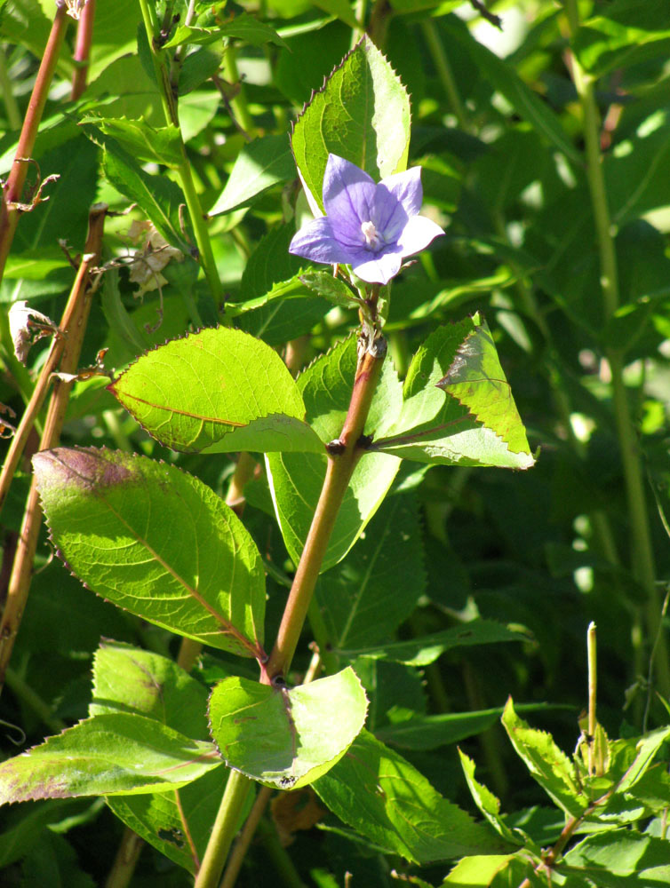 Image of Platycodon grandiflorus specimen.