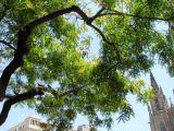 Tipuana tipu. Часть кроны крупного цветущего дерева. Испания, Каталония, г. Барселона, центральная часть. 23.06.2012.