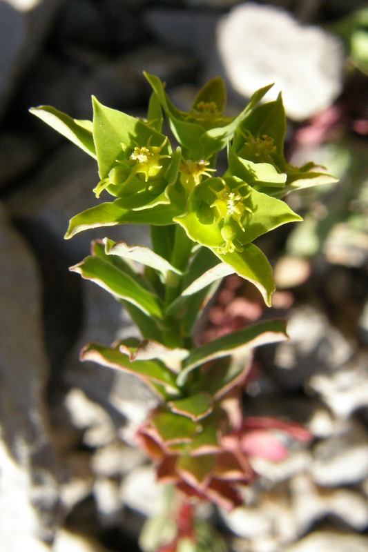 Изображение особи Euphorbia taurinensis.