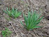 Eremurus spectabilis. Молодые растения. Украина, Киев, Национальный ботанический сад, ботанико-географический участок кавказской флоры. 14.04.2010.