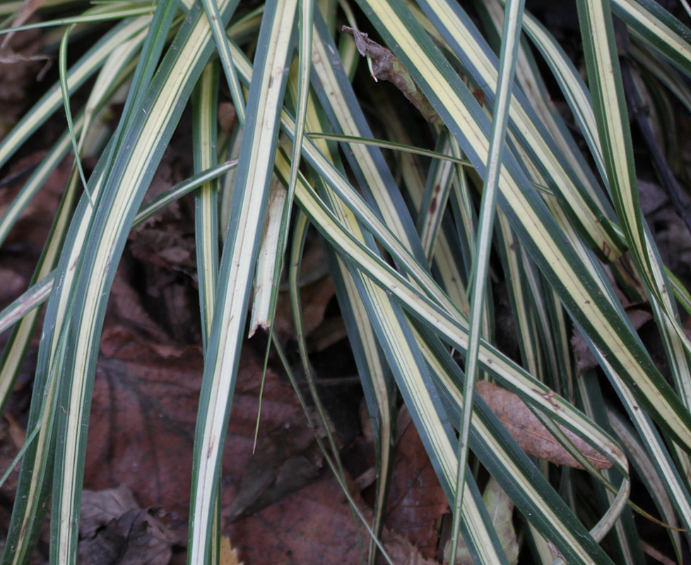 Изображение особи Carex hachijoensis.